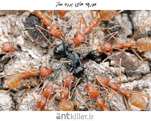 زندگی مورچه