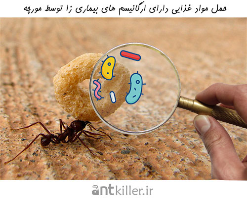 انتقال بیماری از مورچه