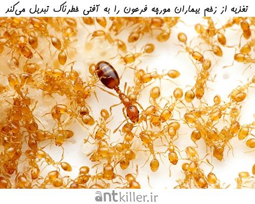 انتقال بیماری از مورچه‌