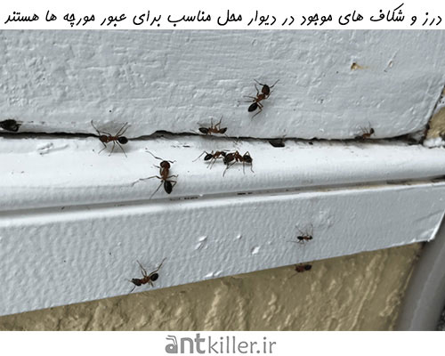 تهاجم مورچه به خانه