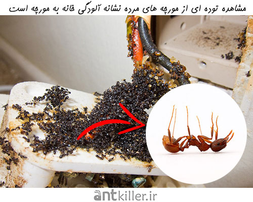با یافتن مورچه های مرده در خانه چگونه لانه مورچه را پیدا کنیم