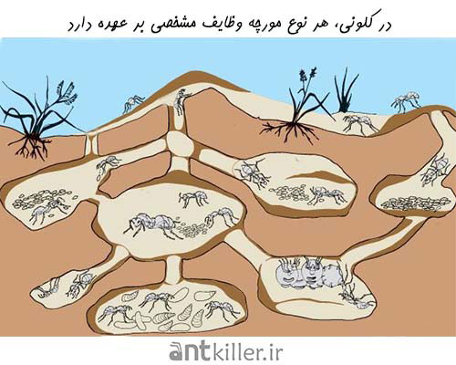 مورچه ها در کلونی و برای گسترش کلونی وظایفی بر عهده دارند