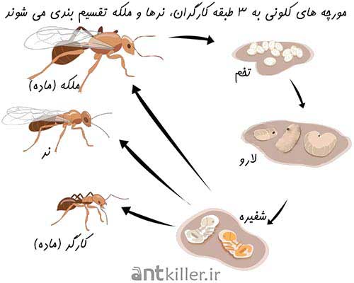 انواع مورچه ها در کلونی به سه نوع تقسیم می شوند