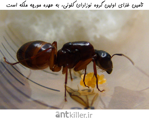 تأمین غذا در چرخه کلونی مورچه