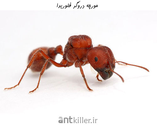 مورچه دروگر فلوریدا - خطرناک ترین مورچه های جهان