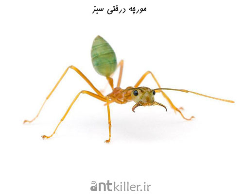 خطرناک ترین مورچه های جهان - مورچه درختی سبز
