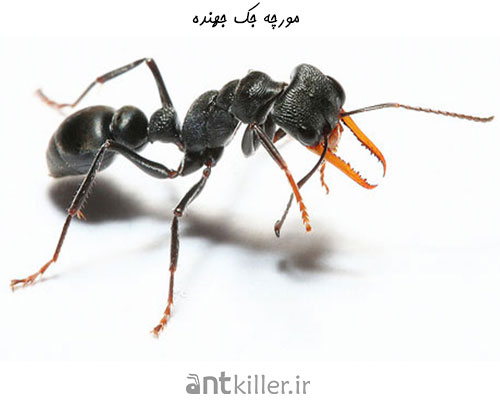 خطرناک ترین مورچه های جهان - مورچه جک جهنده
