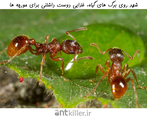 عادات و رفتار غذایی انواع مورچه