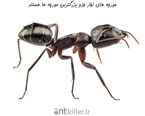 اندازه مورچه های نجار به بیش از دو سانتیمتر می رسد