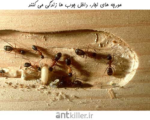 مورچه های نجار کلونی خود را درون چوب می سازند