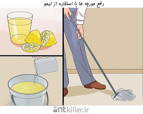 از بین بردن مورچه با استفاده از لیمو