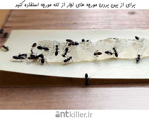 تله مورچه یکی از بهترین روش های دفع مورچه های نجار است