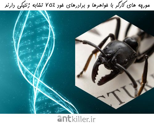 ژنتیک مورچه های کارگر 