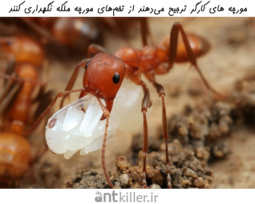 مورچه های کارگر در کلونی مورچه وظیفه نگهداری از تخم های ملکه را به عهده دارند.