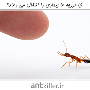 انتقال بیماری از مورچه ها