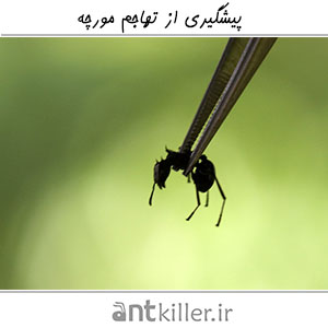 پیشگیری از تهاجم مورچه ها