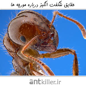 زندگی مورچه