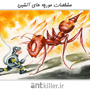 مشخصات مورچه های آتشین