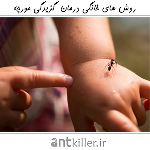 روش های خانگی درمان گزیدگی مورچه