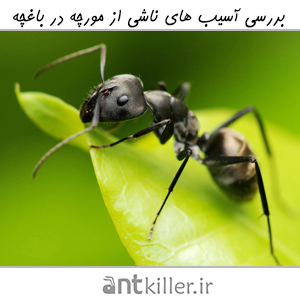آسیب های مورچه در باغچه
