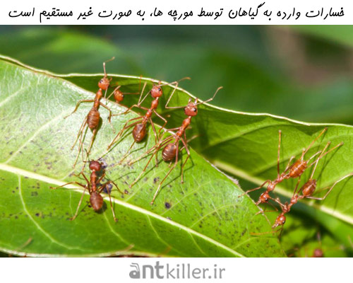 آسیب های مورچه در باغچه به صورت غیر مستقیم است