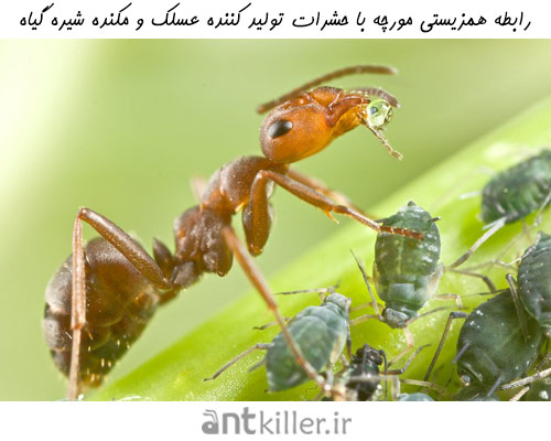 آسیب مورچه در باغچه با ایجاد رابطه همزیستی با شته ها