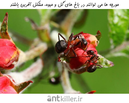 آسیب های وارده به انواع گیاهان باغی و زراعی توسط مورچه