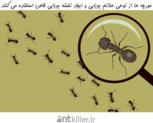 ایجاد نقشه بویایی توسط مورچه ها