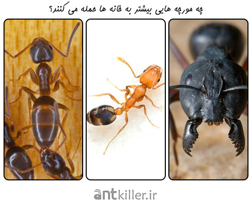 کدام گونه از مورچه ها بیشتر در خانه هایافتت می شوند؟