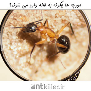 مورچه در خانه
